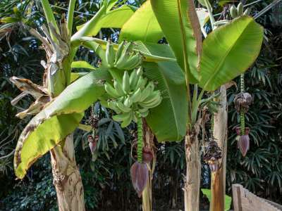 ...banani...